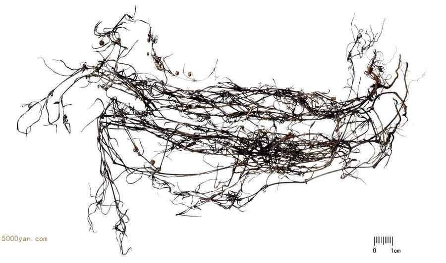 白花蛇舌草 白花蛇舌草