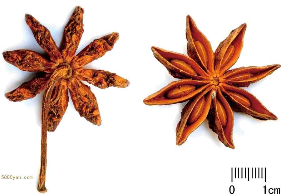 八角茴香 八角茴香