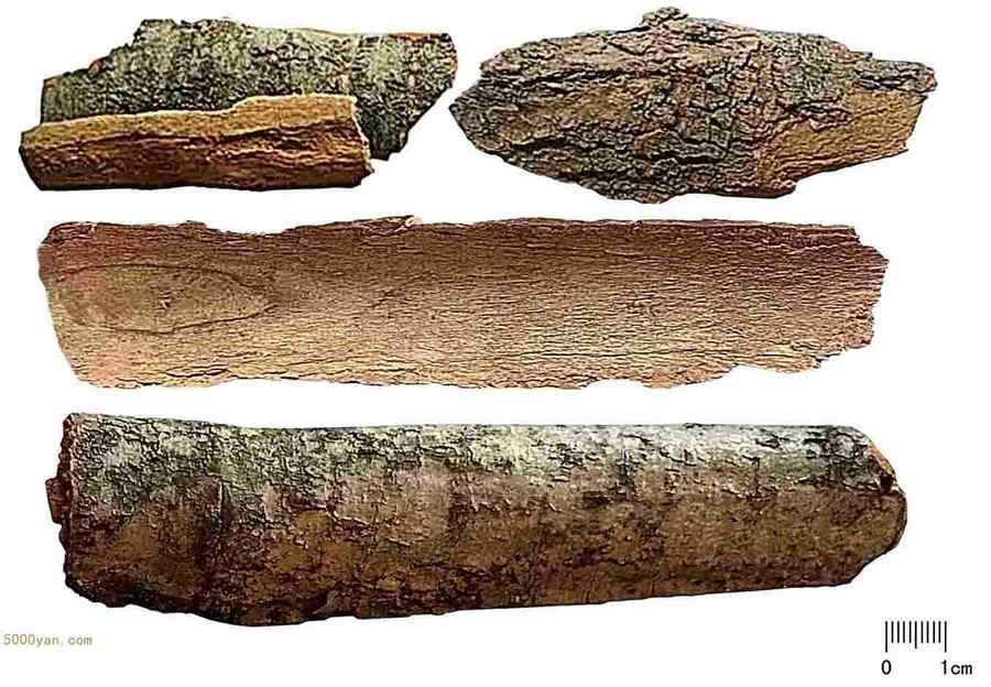 暴马子皮 暴马子皮