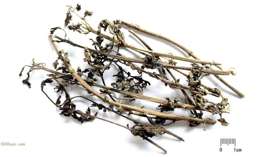 北刘寄奴 北刘寄奴