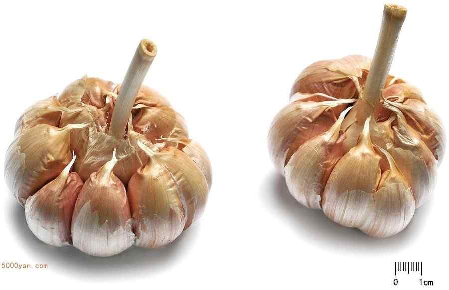 大蒜 大蒜