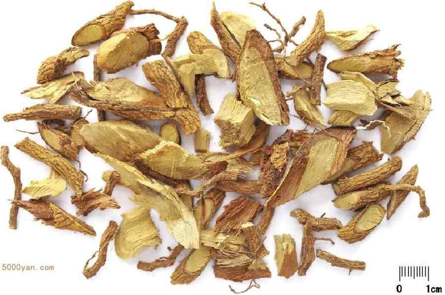 飞龙掌血 飞龙掌血