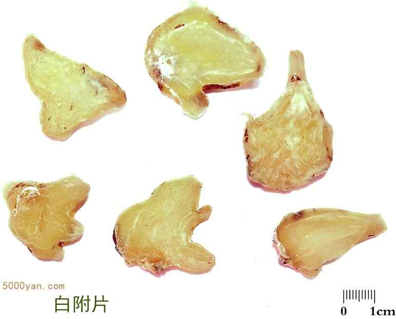 附子 附子