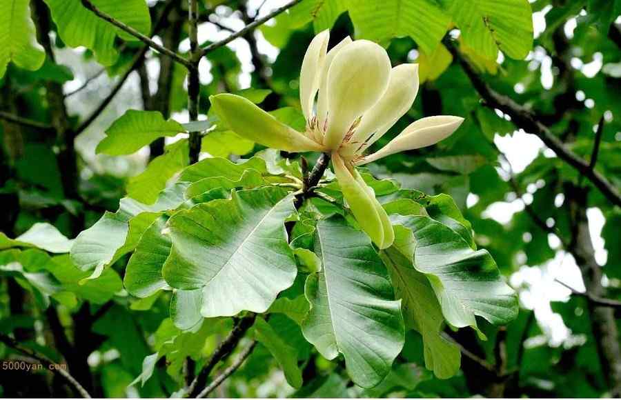 厚朴花