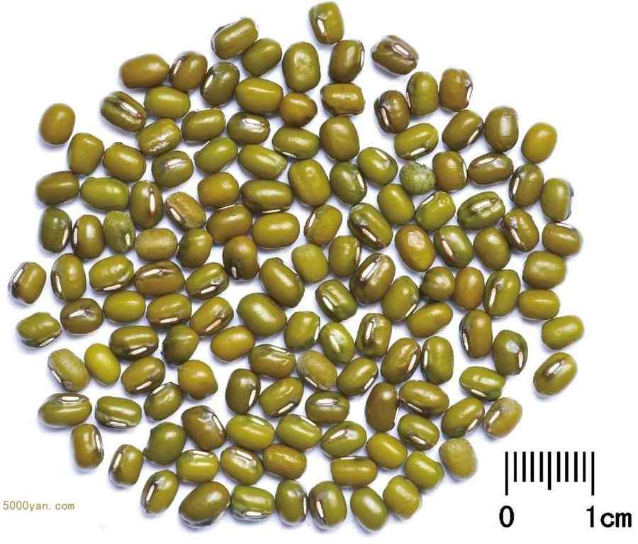 绿豆 绿豆
