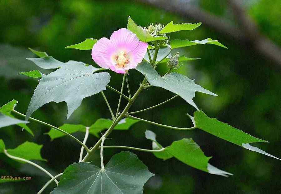 木芙蓉叶