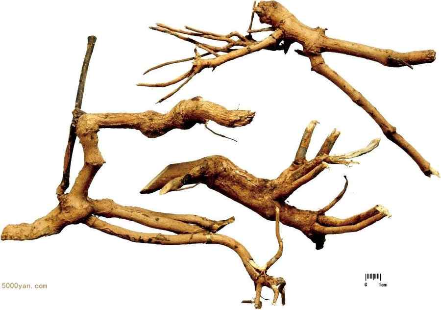 南板蓝根 南板蓝根