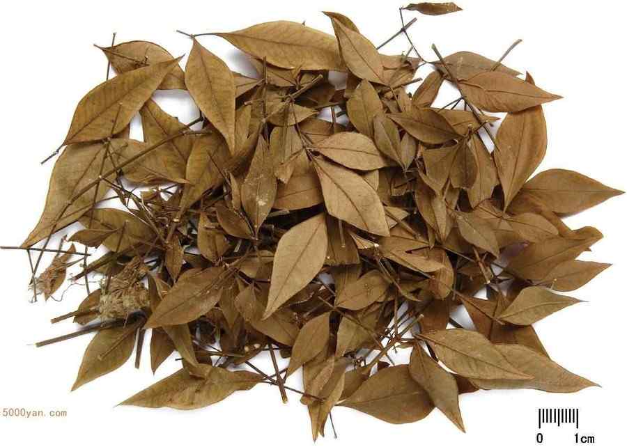 南天竹叶 南天竹叶