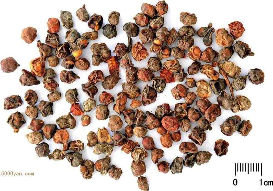 南五味子 南五味子