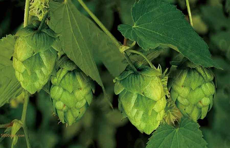 啤酒花