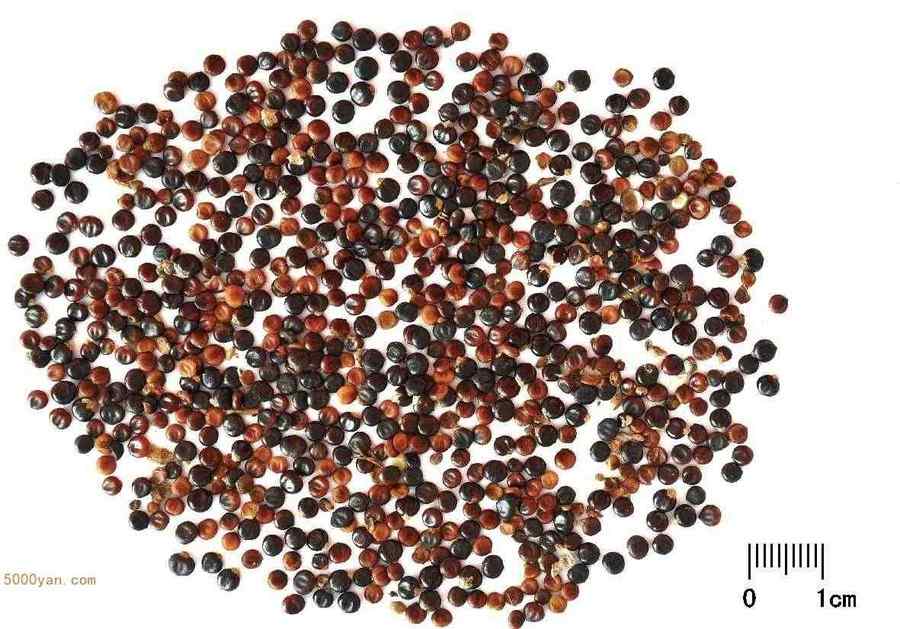 水红花子 水红花子