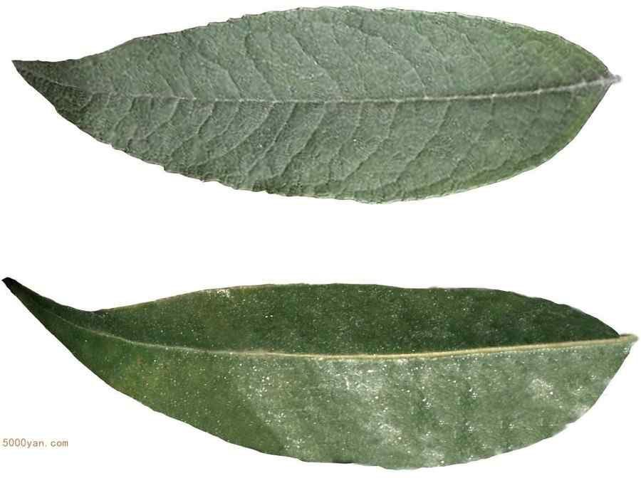 四季青叶 四季青叶