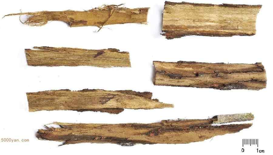 乌桕根皮 乌桕根皮