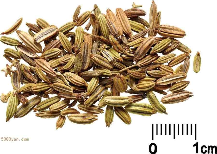 小茴香 小茴香