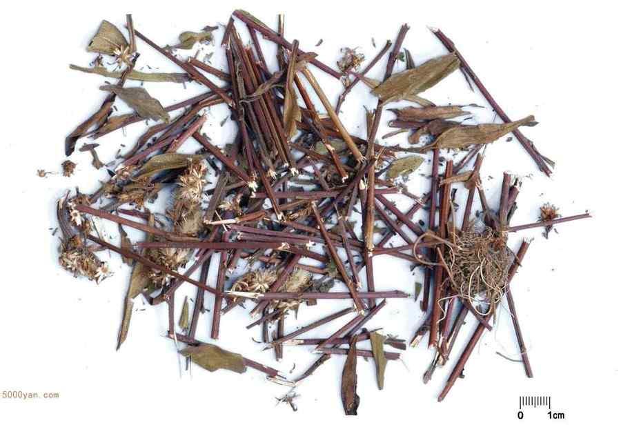 一枝黄花 一枝黄花