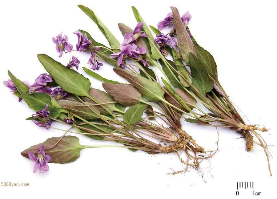 紫花地丁 紫花地丁