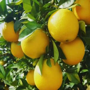 微信图片_20251226142810_64_2