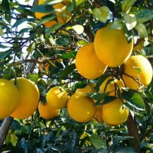 微信图片_20251226142811_65_2